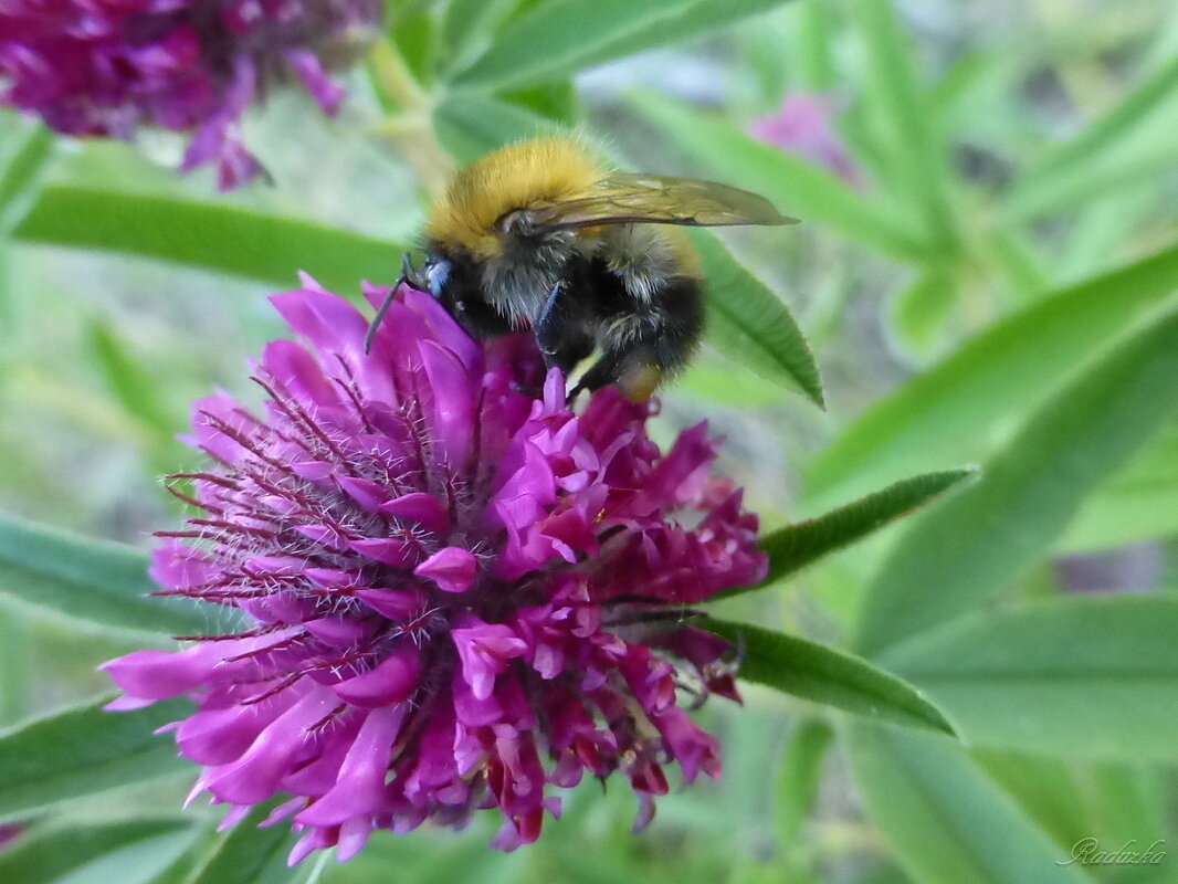 Клевер луговой (Trifolium pratense) и шмель - Raduzka (Надежда Веркина)