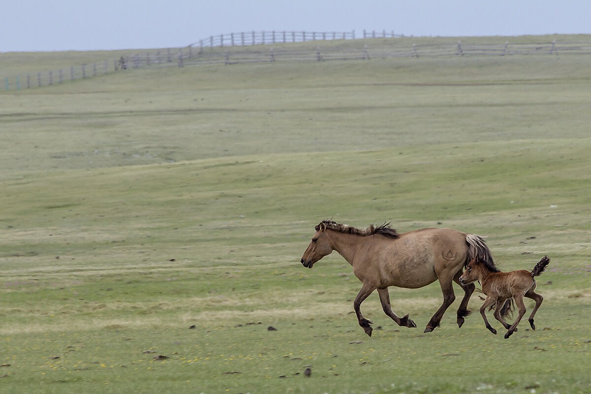 С мамой весело бежать по просторам - Ирина Коледова С мамой весело бежать по просторам - Ирина Коледова