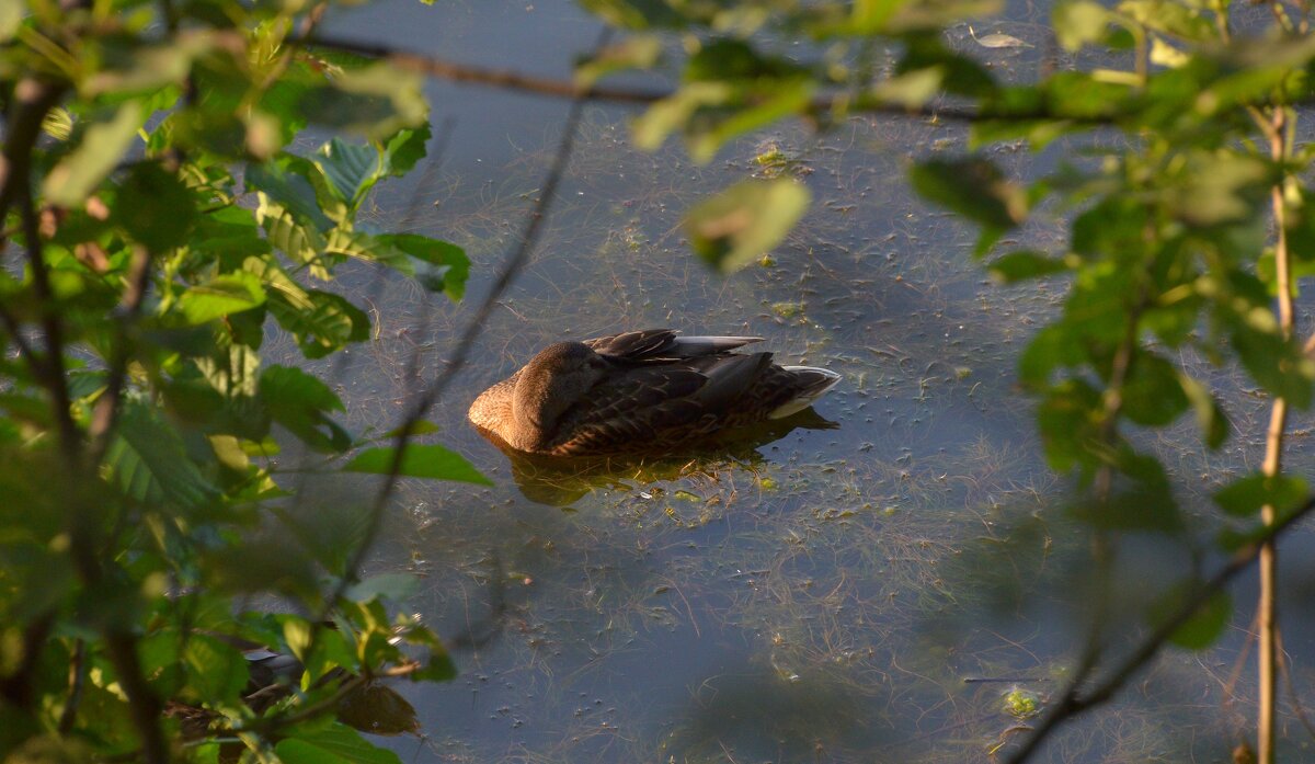 Безмятежность - Oleg4618 Шутченко Безмятежность - Oleg4618 Шутченко