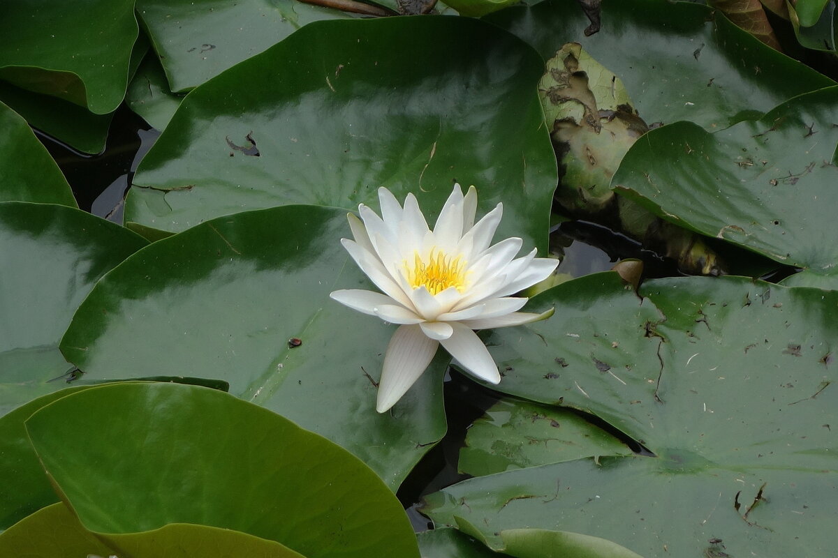 Кувшинка (водяная лилия) - Маргарита Батырева Кувшинка (водяная лилия) - Маргарита Батырева