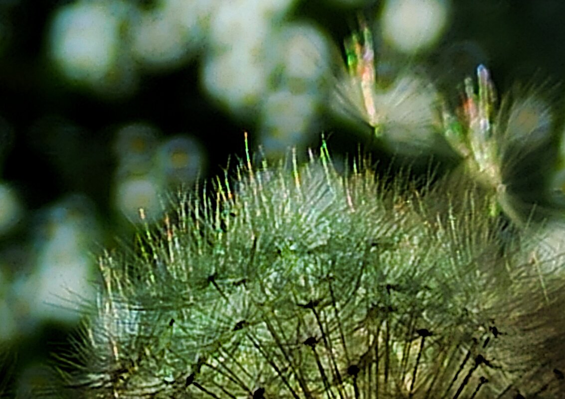 Радужное свечение, откуда оно? - veilins veilins Радужное свечение, откуда оно? - veilins veilins