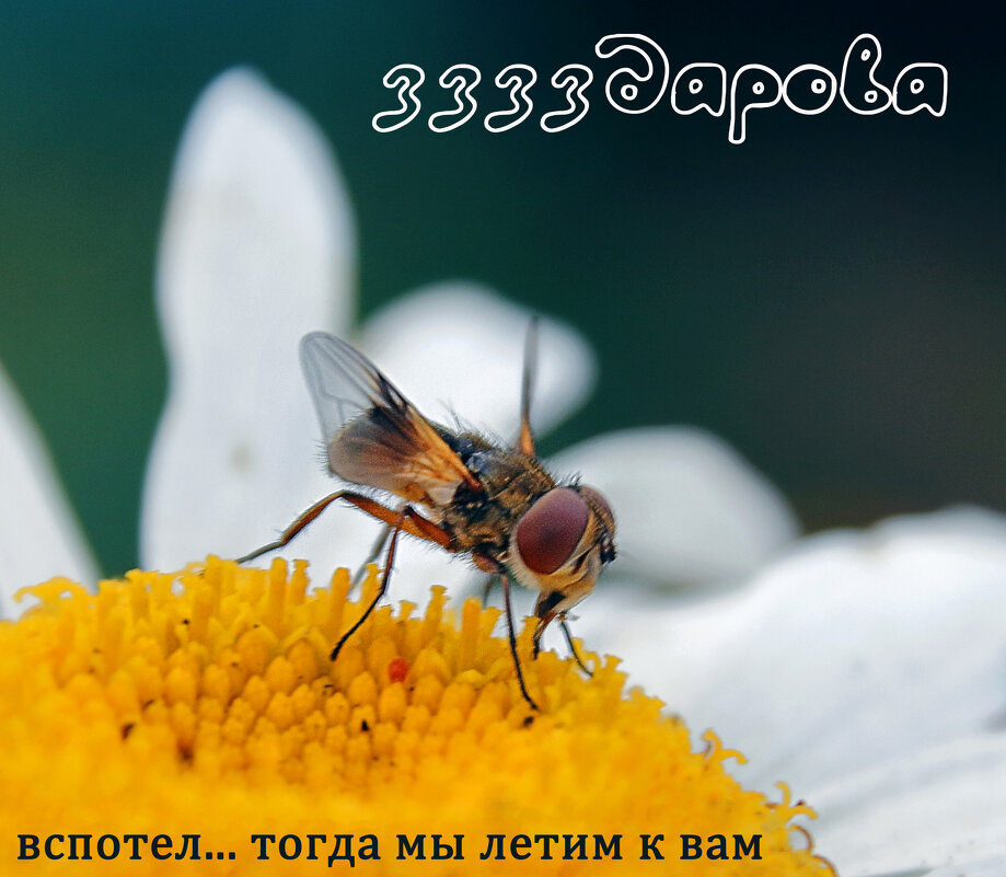 на запах - Сергей Бойцов на запах - Сергей Бойцов