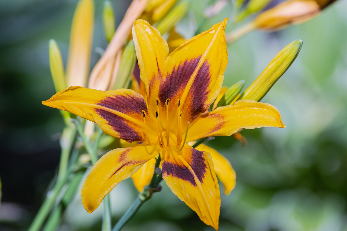 *** - Виктор Иванович Чернюк