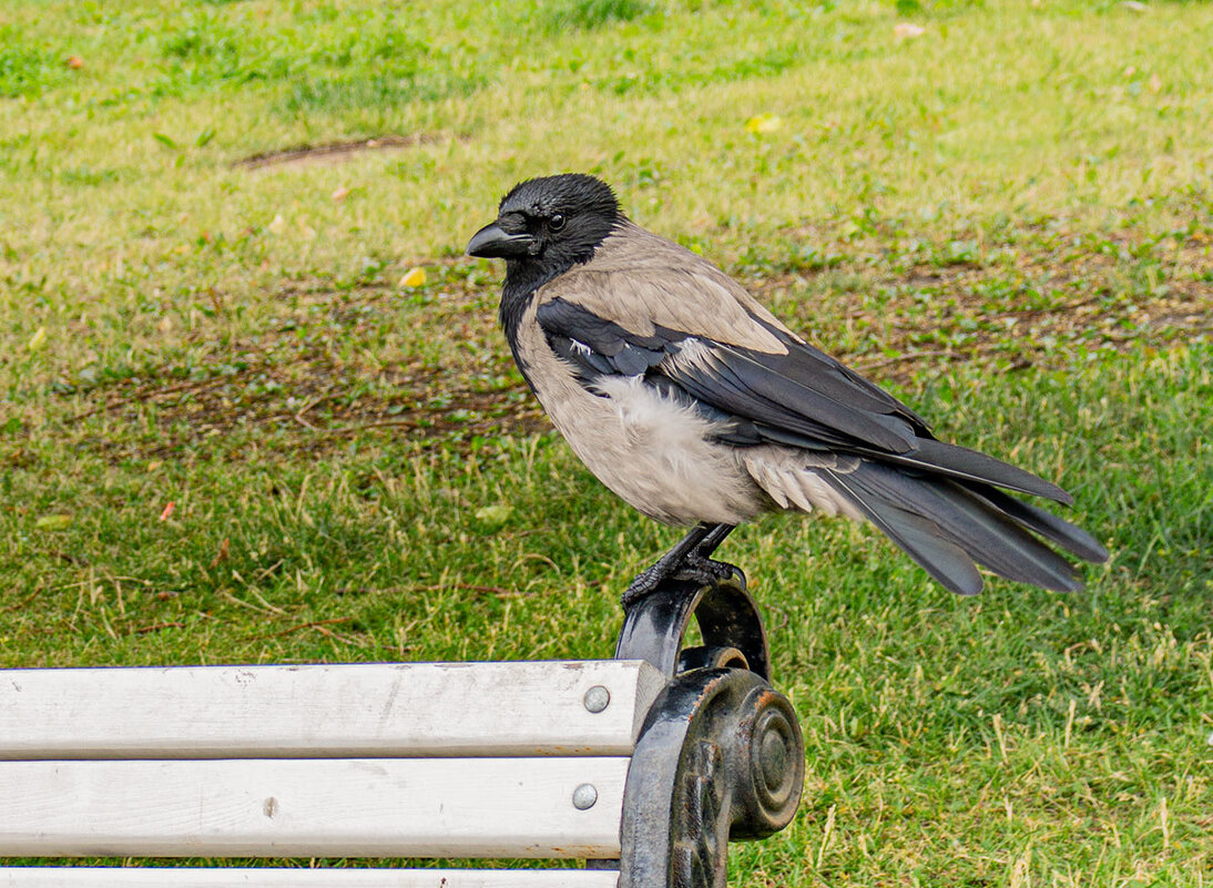 Модель - Ирина Соловьёва Модель - Ирина Соловьёва