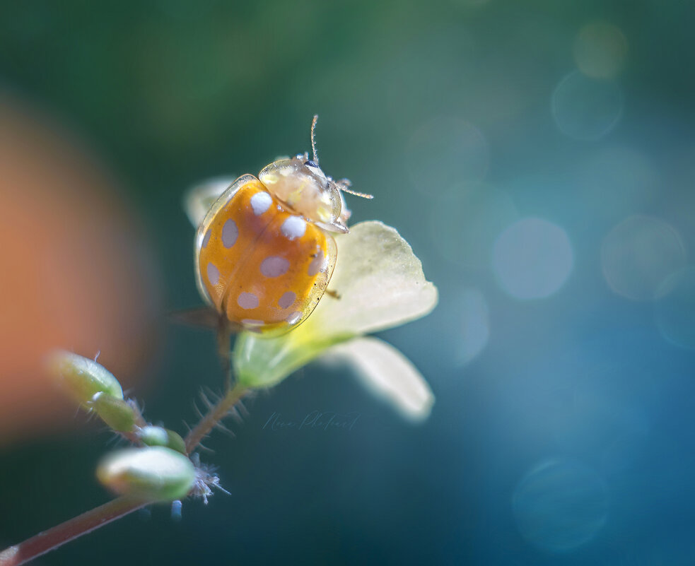 Редкий вид - Светлана Смирнова Nova Photoart