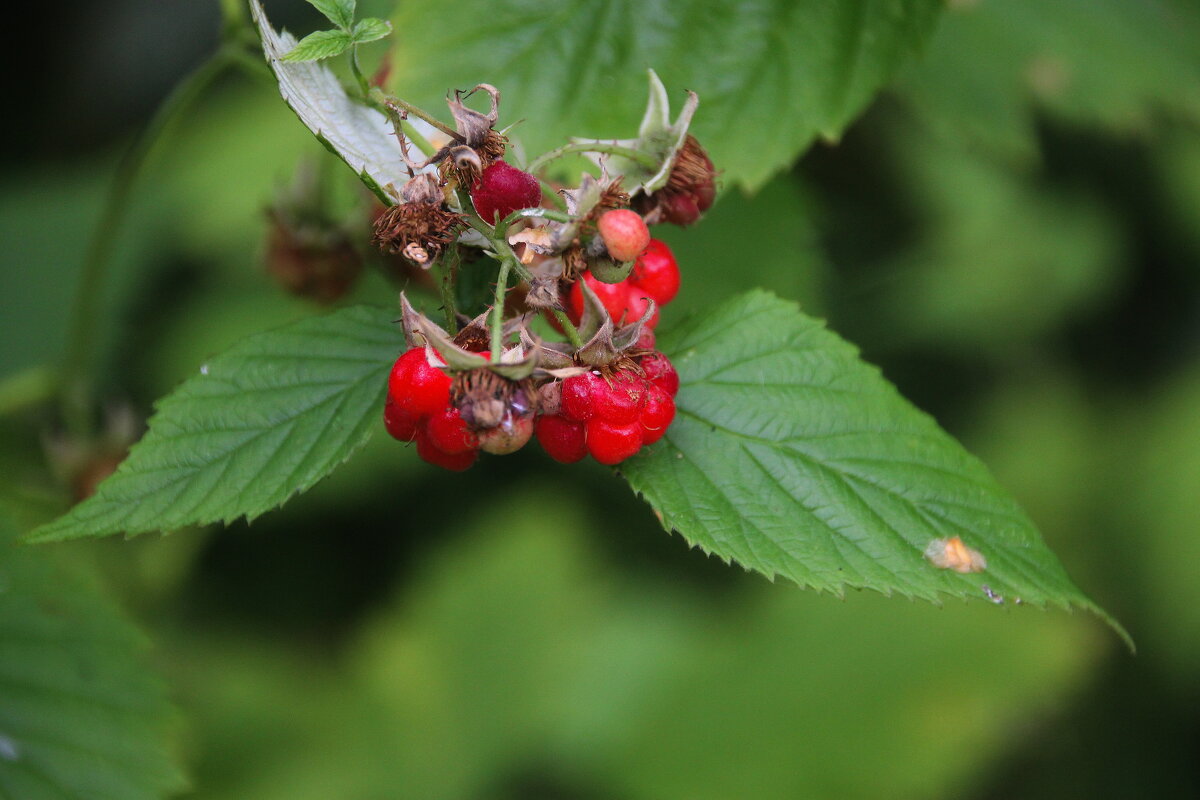 Последняя сладость лета.. - Tatiana Markova Последняя сладость лета.. - Tatiana Markova