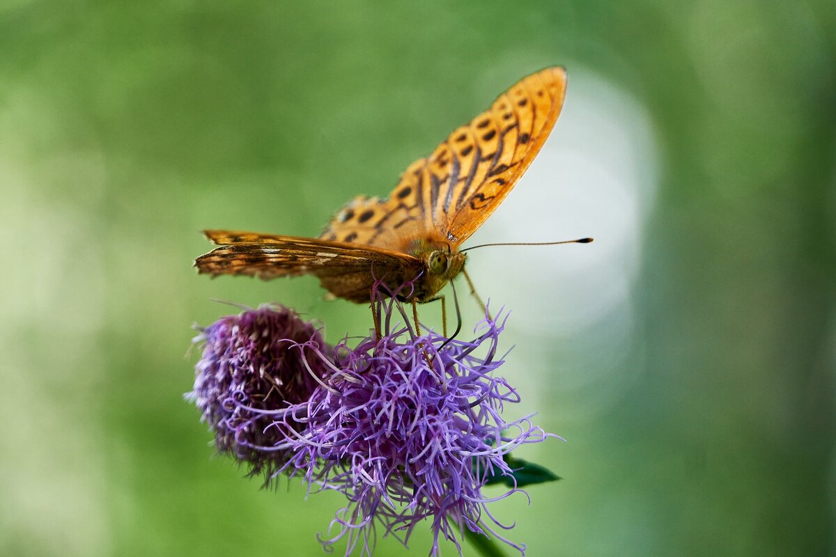 *** - Владимир *** - Владимир