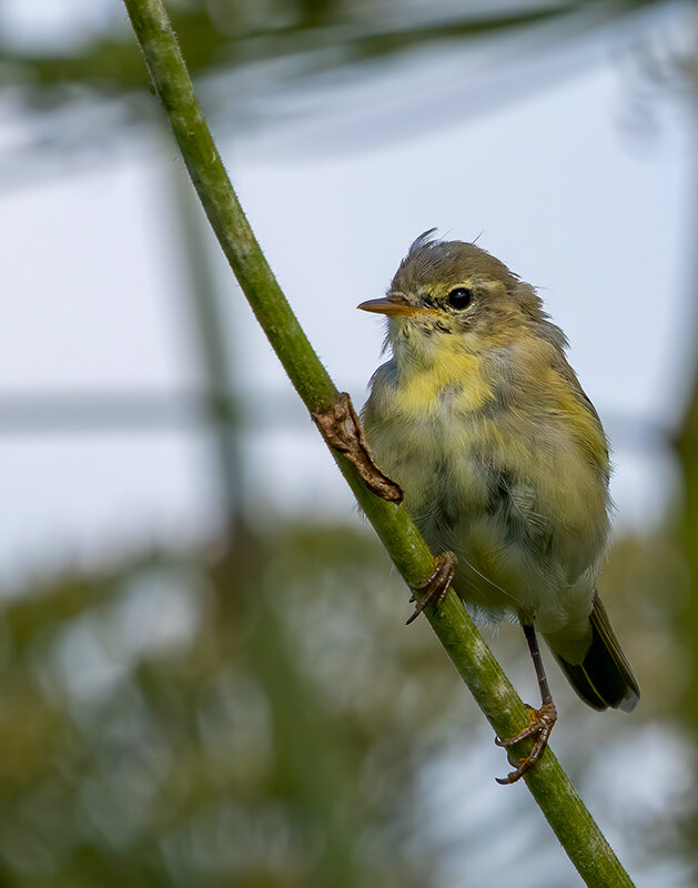 Птичка 17 - Владимир Савельев Птичка 17 - Владимир Савельев