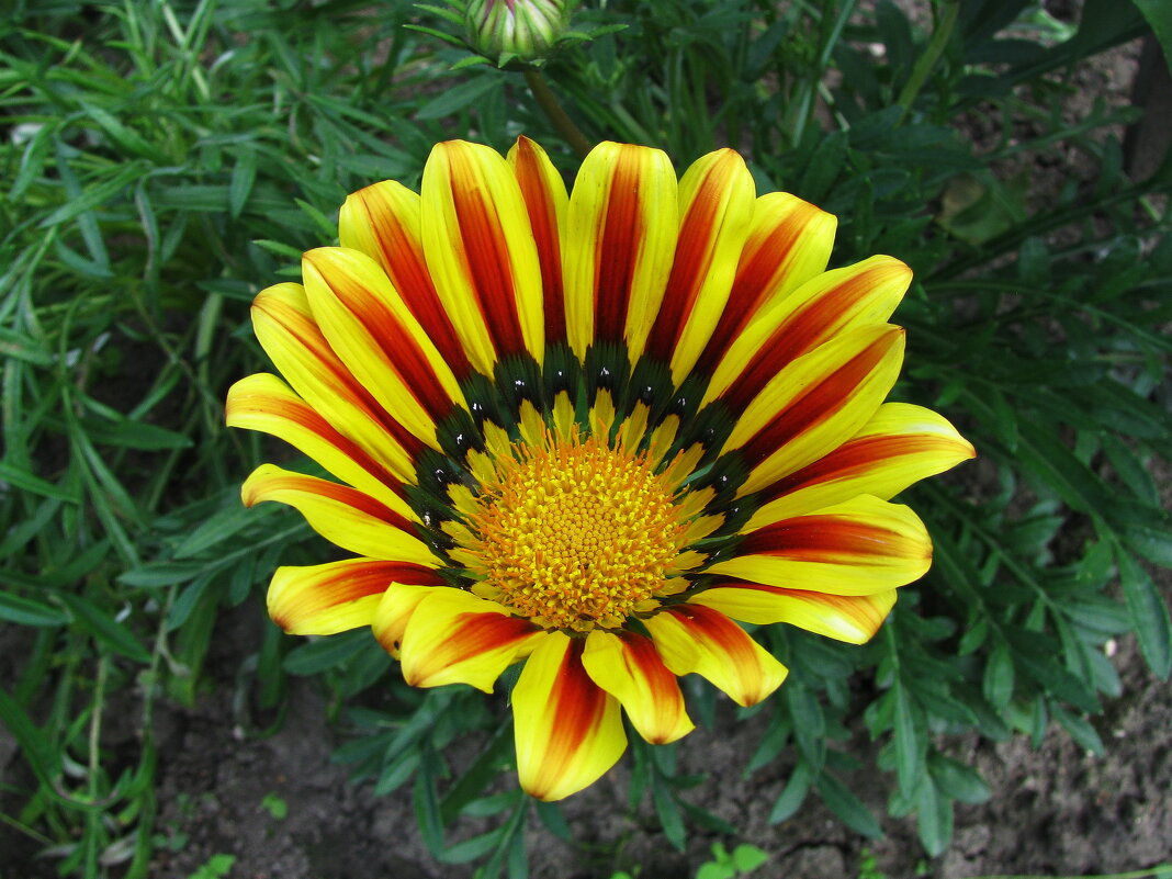 Гацания - Людмила Смородинская Гацания - Людмила Смородинская