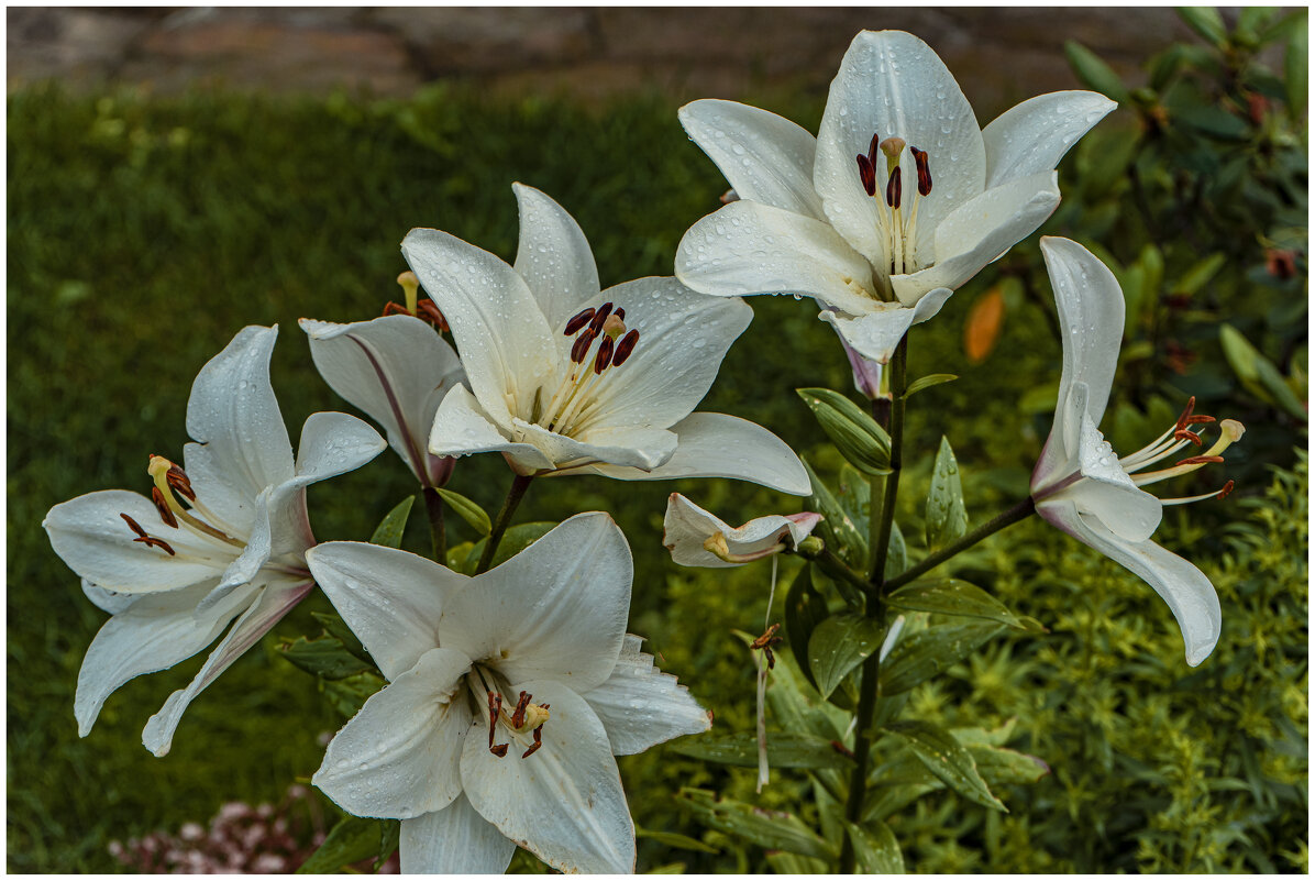 Цветение - Владимир Кроливец