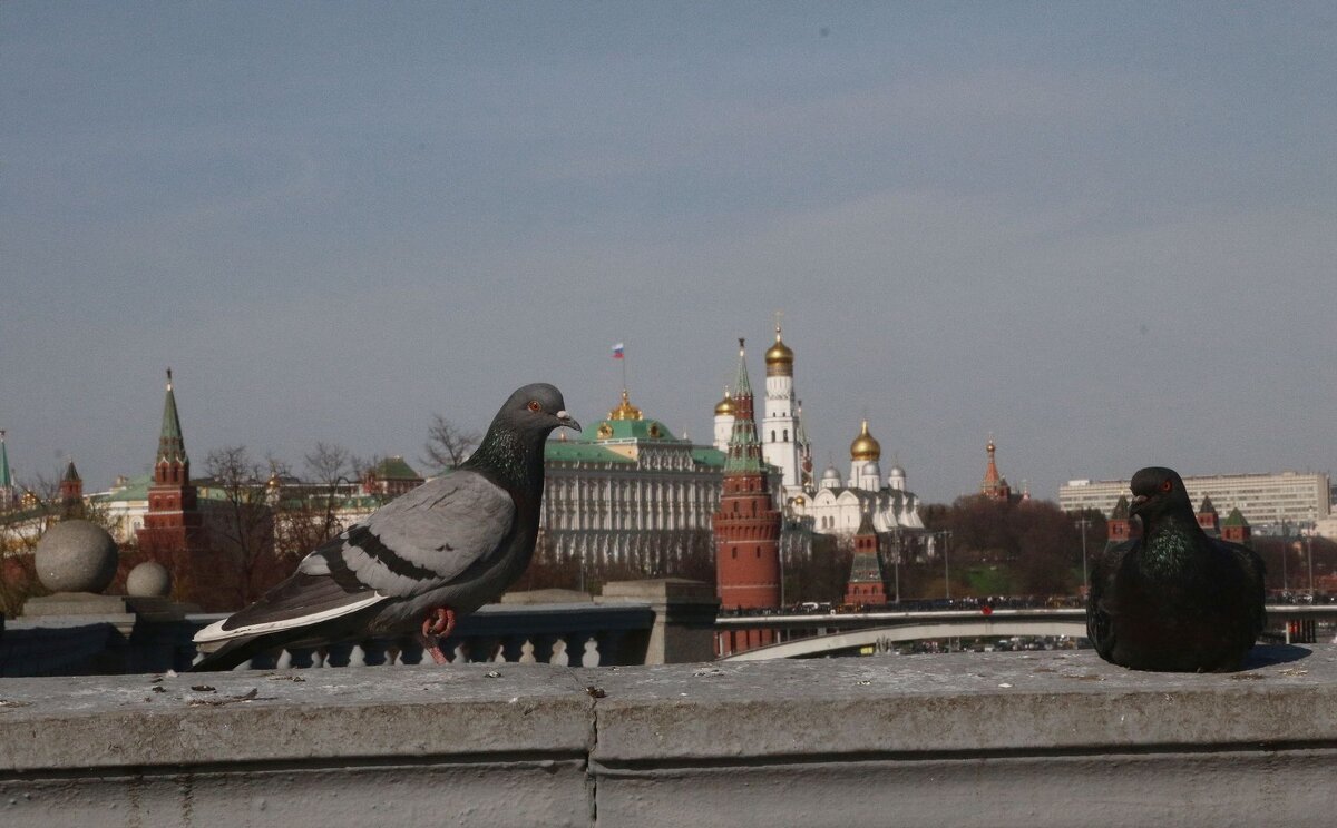 Голуби - Лютый Дровосек