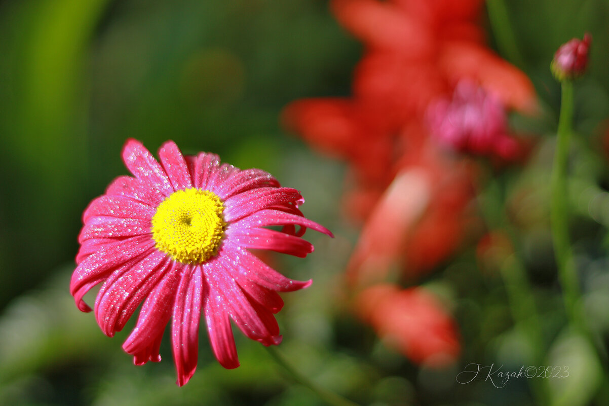 *** - Елена Kазак (selena1965)