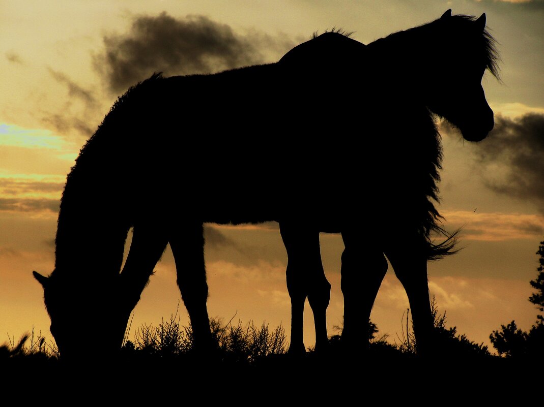 На вечерней зорьке. - игорь кио 