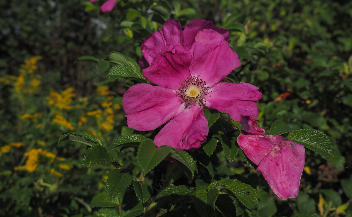 Цветочик - юрий поляков