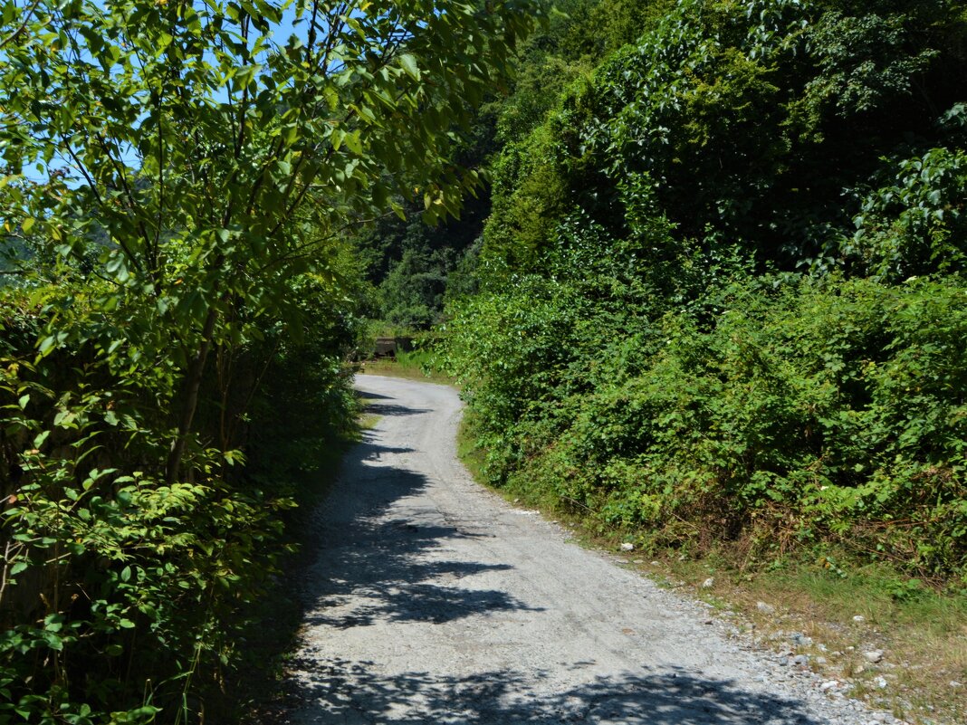 Гагра. Дорога Жоэкварского ущелья. - Пётр Чернега Гагра. Дорога Жоэкварского ущелья. - Пётр Чернега