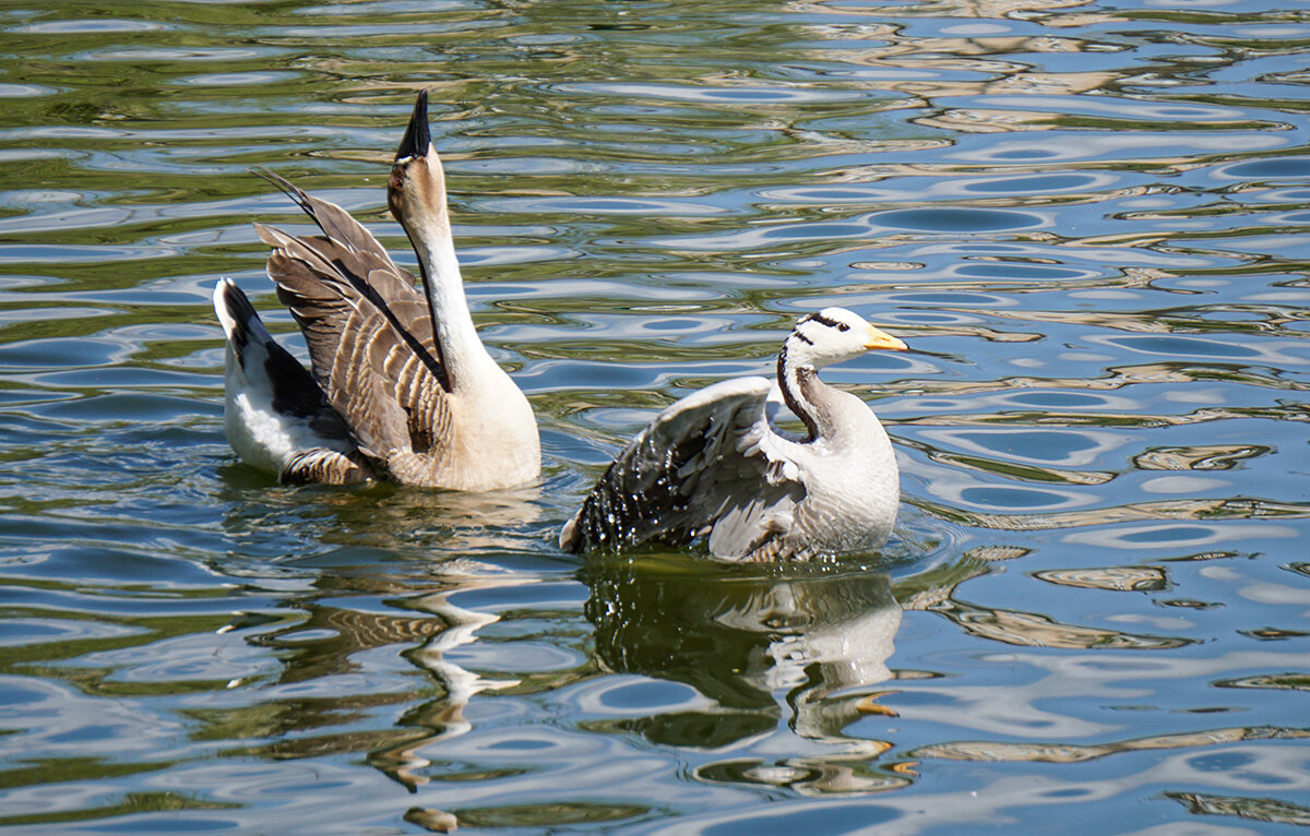 В московском зоопарке - Ольга В московском зоопарке - Ольга