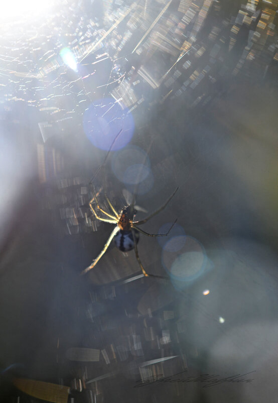 В бликах паутины - Сергей Шаврин В бликах паутины - Сергей Шаврин