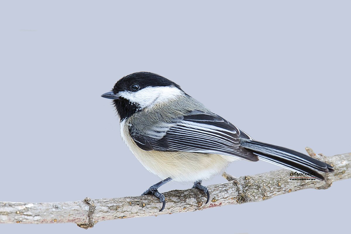 Black-capped chickadee - Al Pashang Black-capped chickadee - Al Pashang