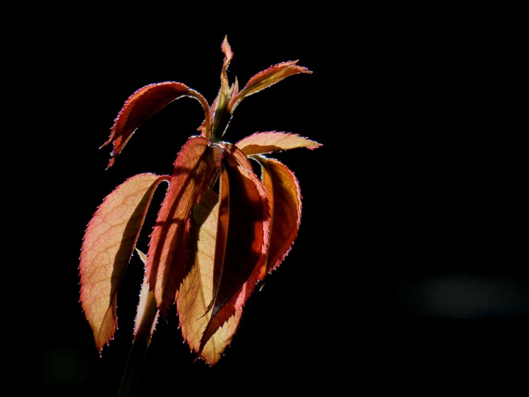 Роза и свет - Heinz Thorns