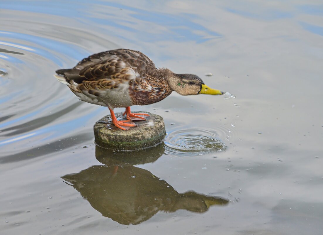 Водопой - Oleg4618 Шутченко