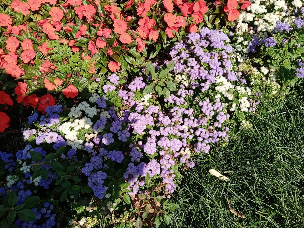 Цвет августа. - Владимир Драгунский Цвет августа. - Владимир Драгунский