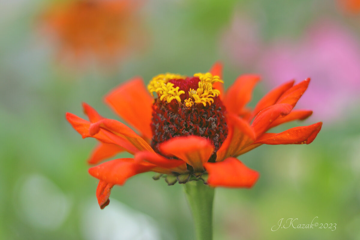 *** - Елена Kазак (selena1965)