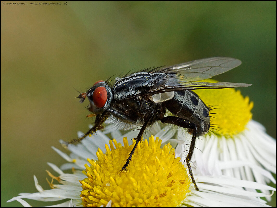 _DSC1083v2 - Дмитрий Рыжков