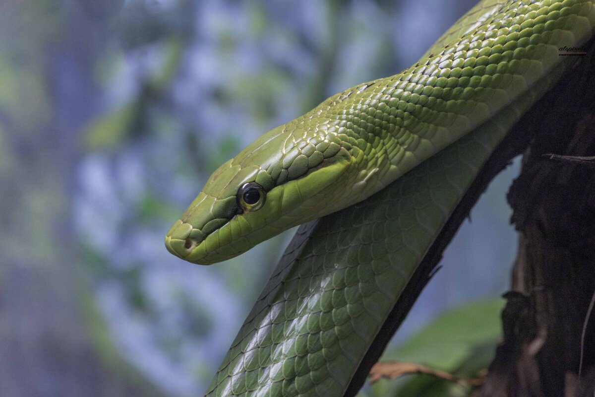 Red-tailed green ratsnake. - Al Pashang 