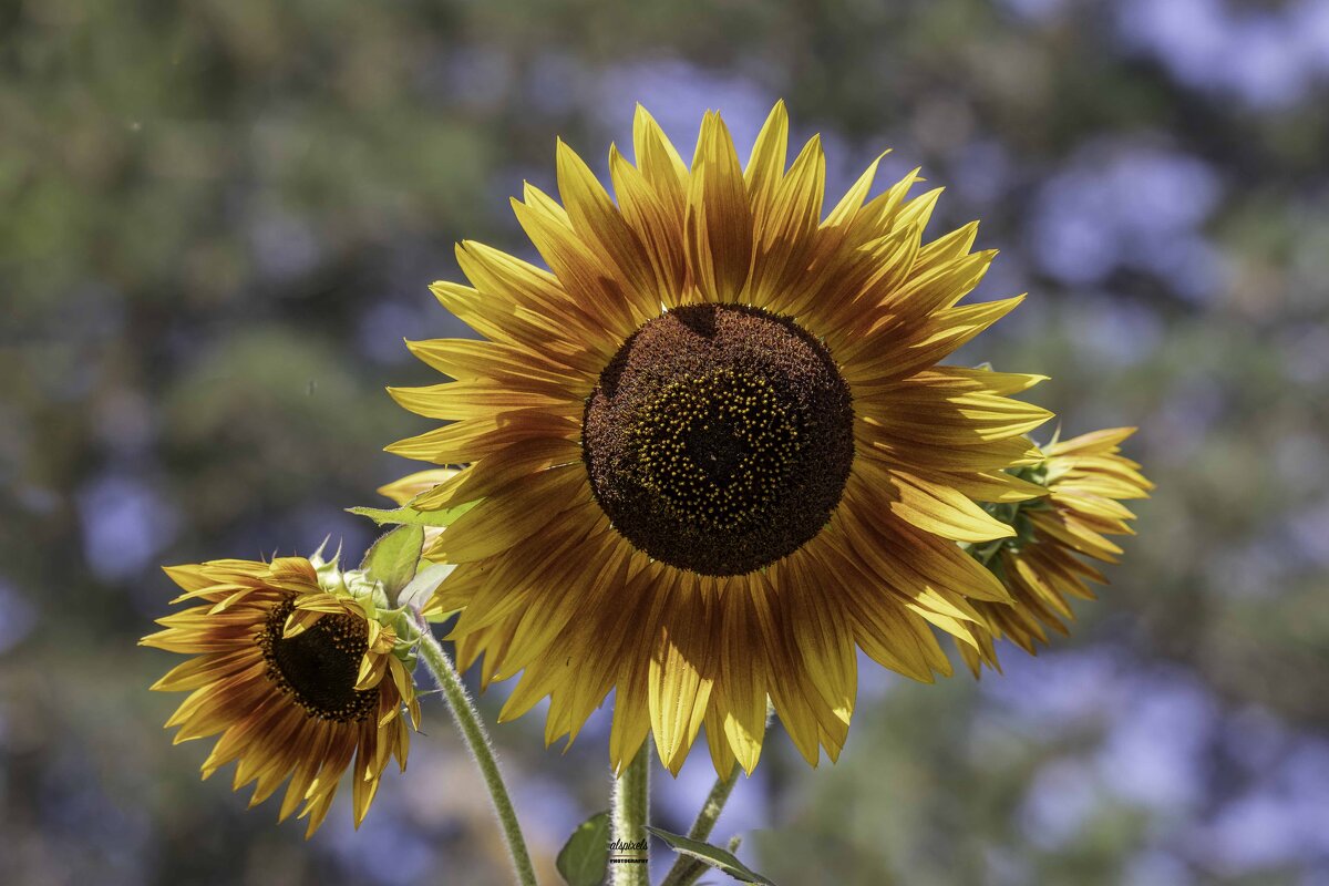 Sunflower - Al Pashang 