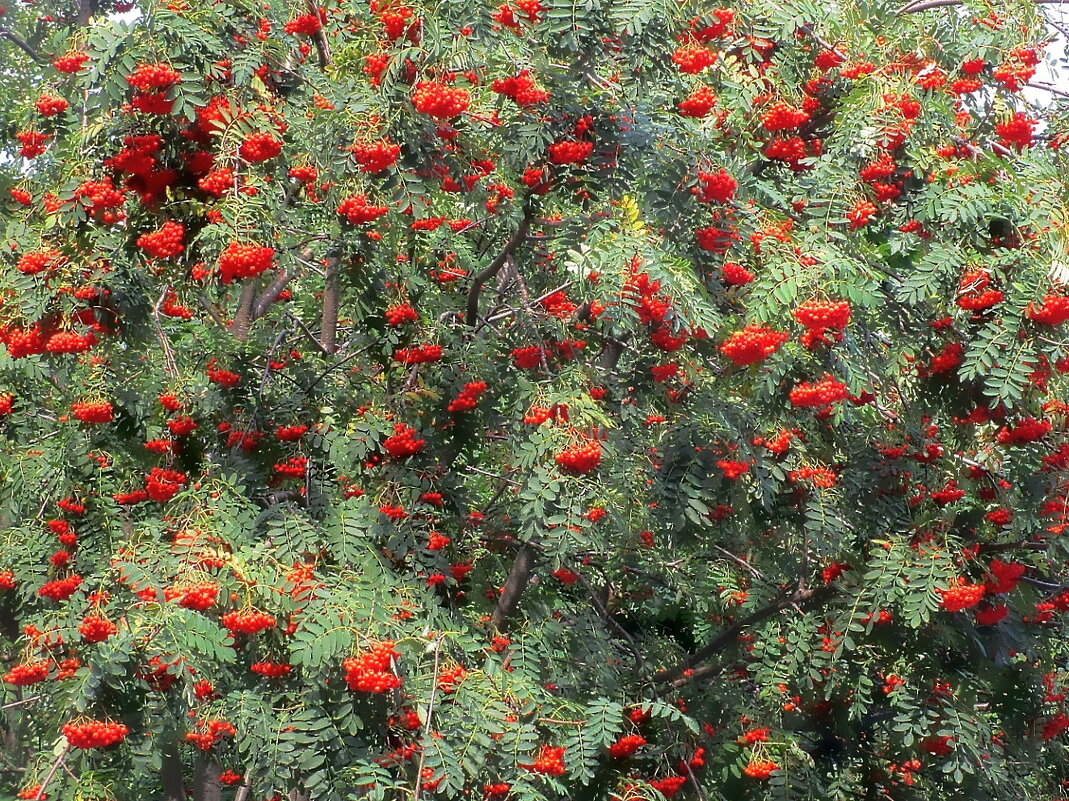 Рябина - Ольга Довженко