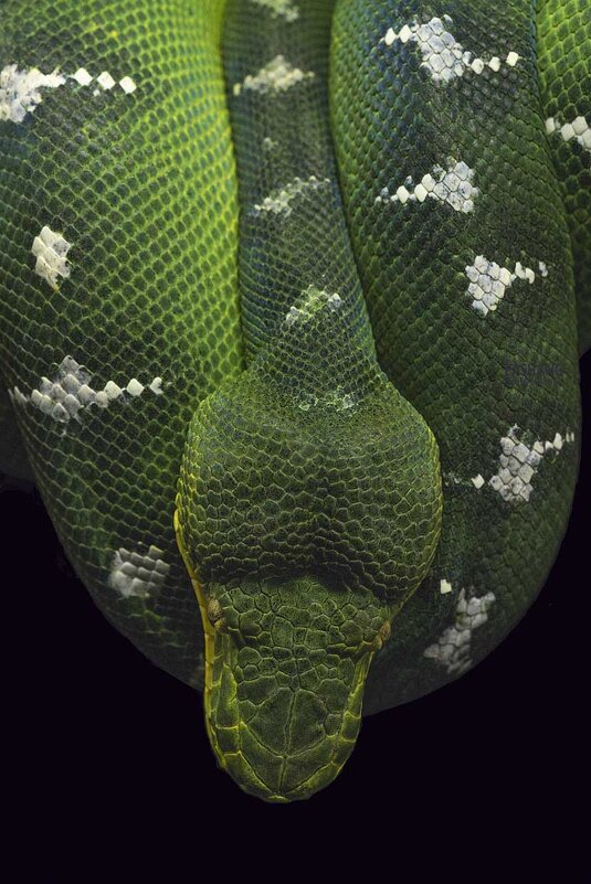 Emerald tree boa - Al Pashang 