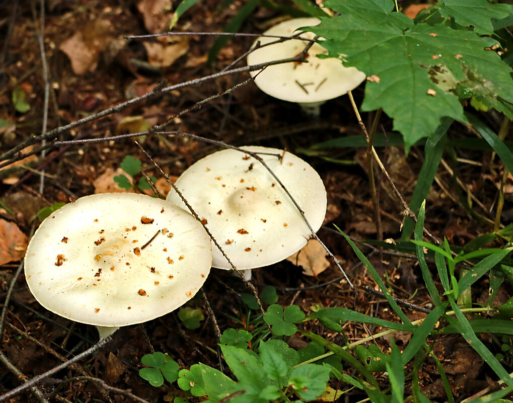 Неизвестные грибочки - Светлана 