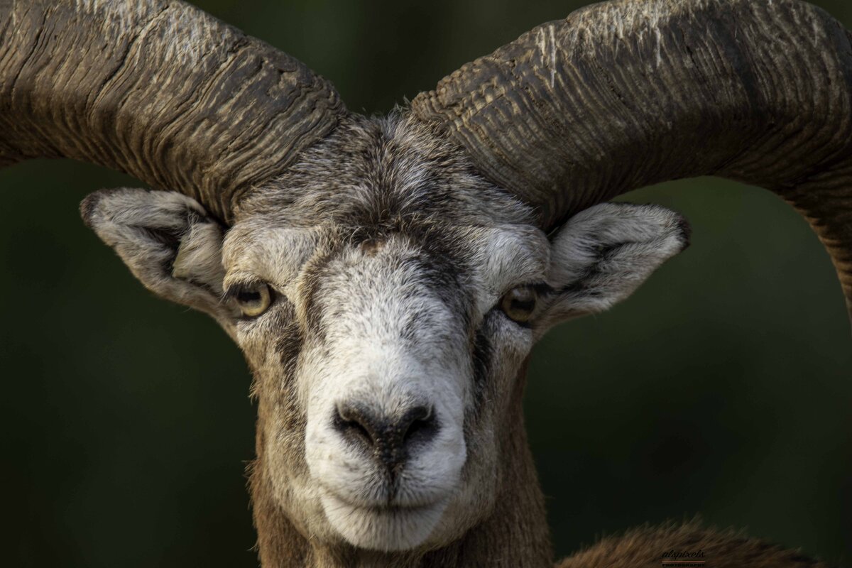 Mouflon - Al Pashang 