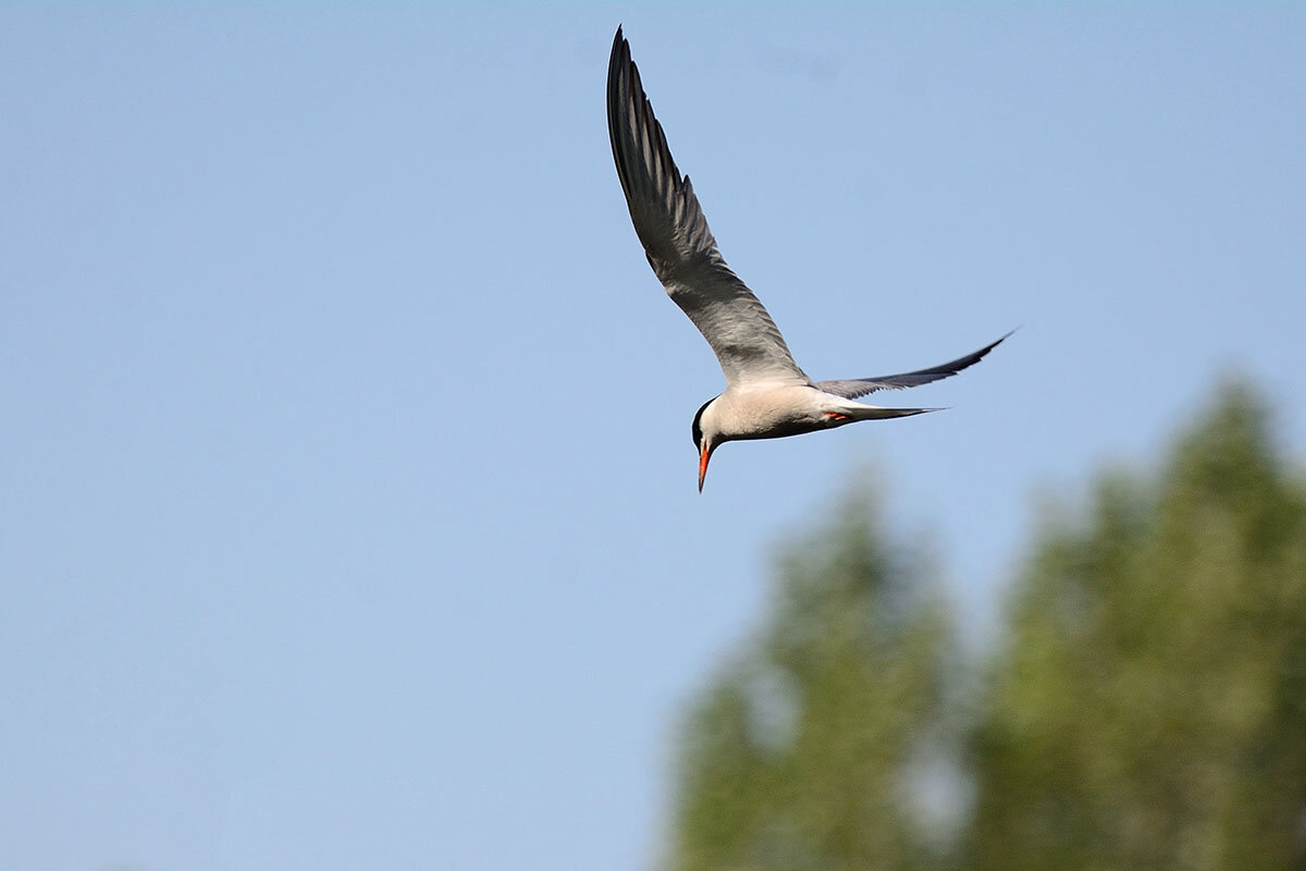 Речная крачка. - Марина Мерц Речная крачка. - Марина Мерц