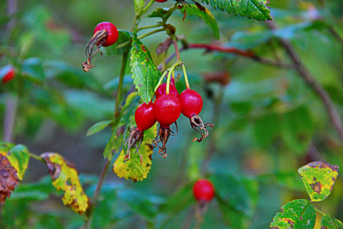Шипо́вник (лат. Rōsa) - Евгений Корьевщиков Шипо́вник (лат. Rōsa) - Евгений Корьевщиков