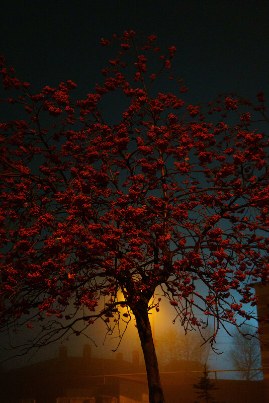 Рябиновые ночи - Дмитрий Ряховский Рябиновые ночи - Дмитрий Ряховский