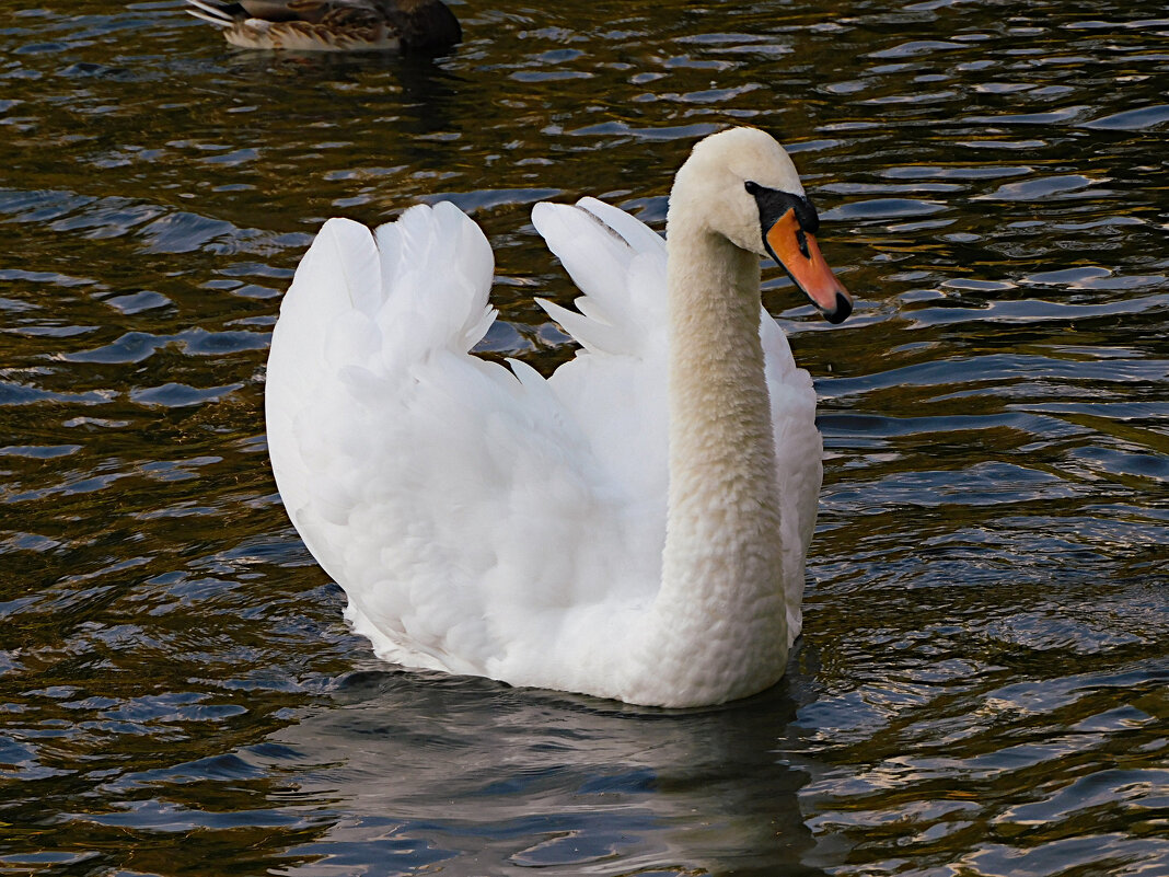 Лебедь - Лина Лебедь - Лина
