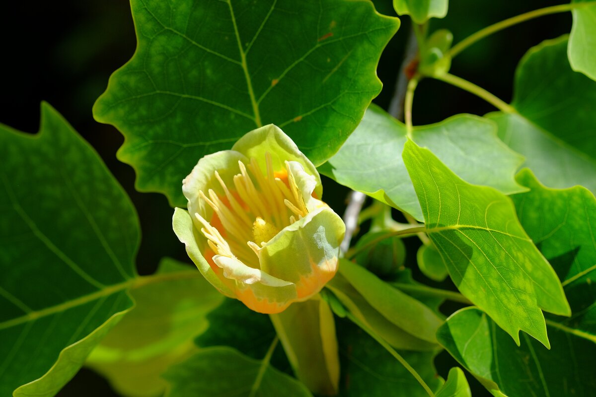 Liriodendron tulipifera Лириодендрон тюльпановый - wea *