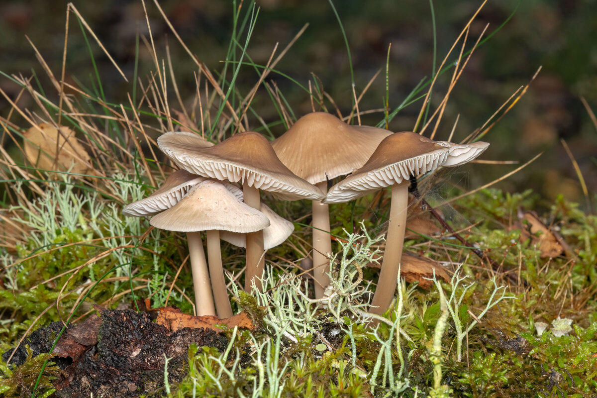 **** - Viktor Makarov