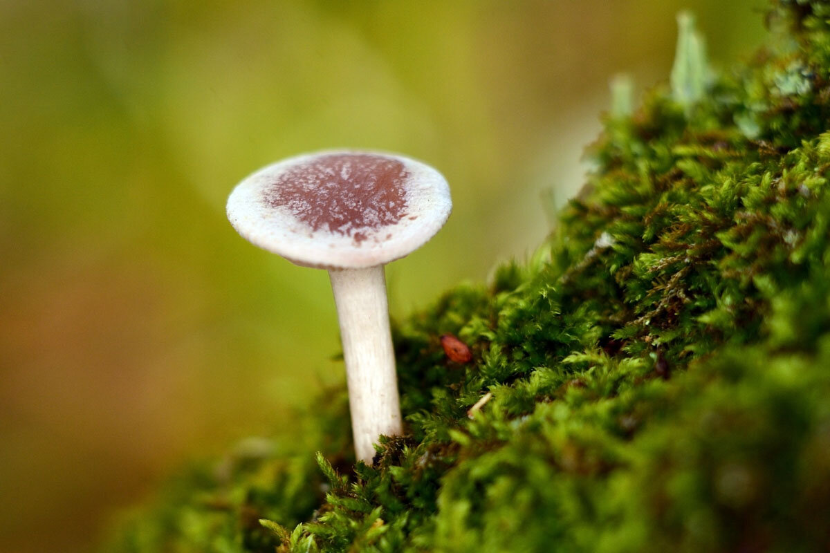 Шляпка - Геннадий Супрун Шляпка - Геннадий Супрун
