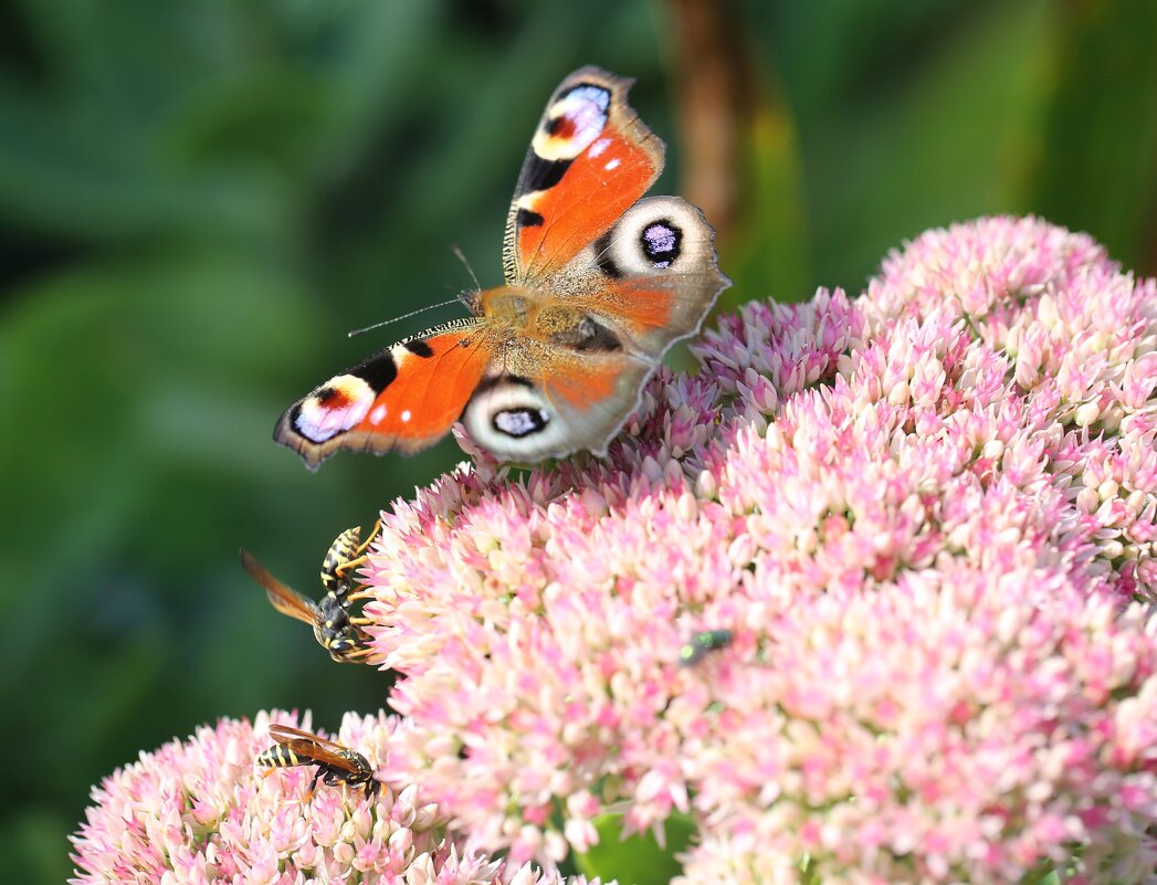 Павлиний глаз - ZNatasha -