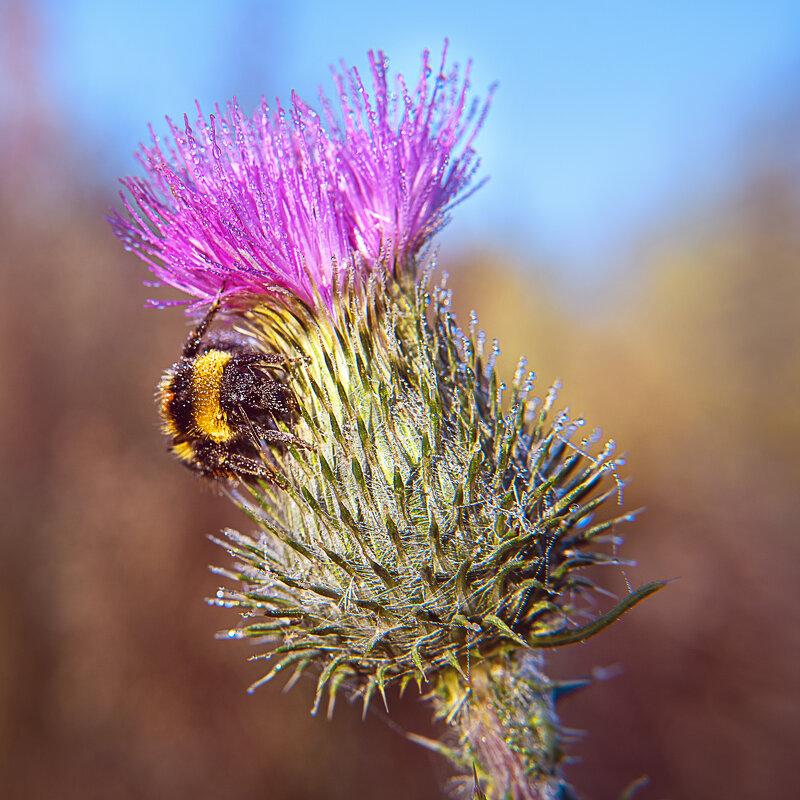 Утро шмеля - Ирина Полунина