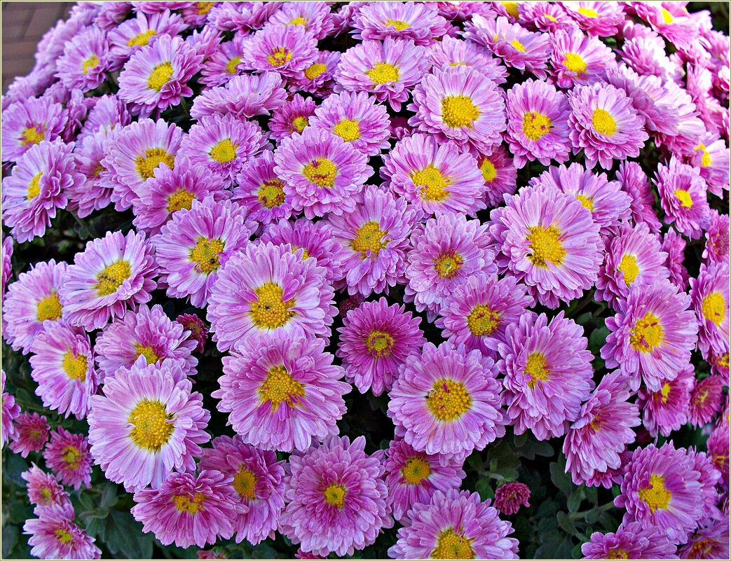 Прекрасные хризантемы. - Валерия Комова Прекрасные хризантемы. - Валерия Комова