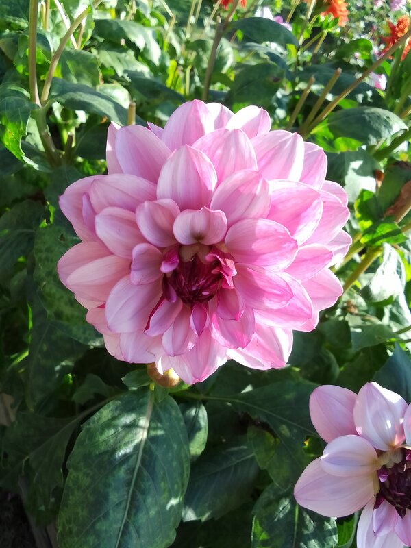 Георгин - Ольга Бекетова Георгин - Ольга Бекетова