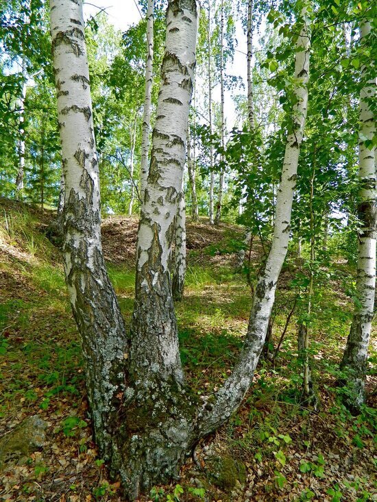 Берёзки в горах - Вера Щукина