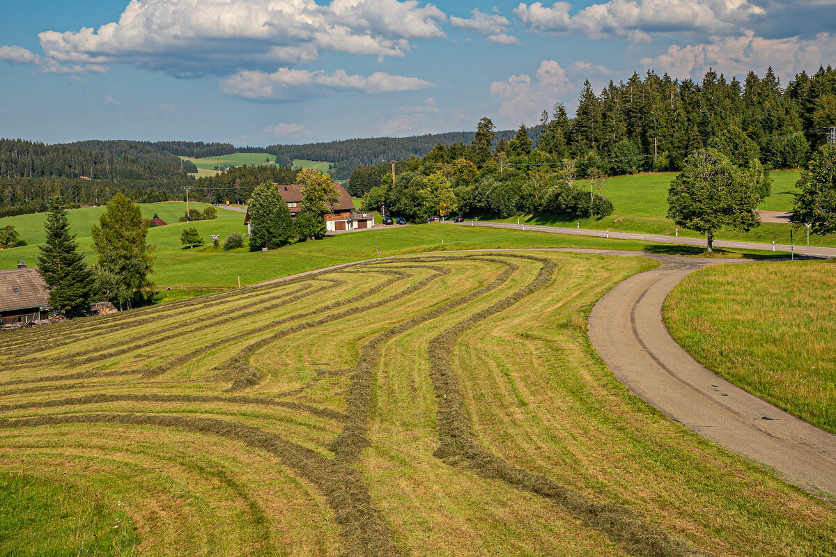 Шварцвальд. - Lucy Schneider Шварцвальд. - Lucy Schneider