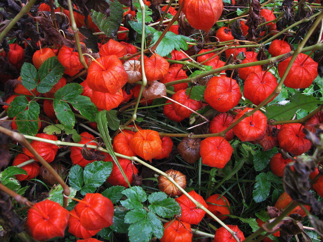 Красота физалиса - Людмила Смородинская Красота физалиса - Людмила Смородинская