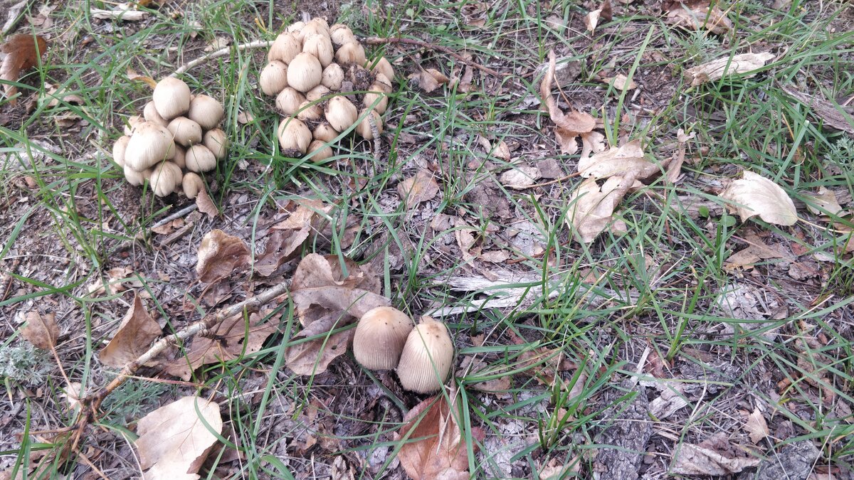 Грибная пора - Андрей Хлопонин Грибная пора - Андрей Хлопонин