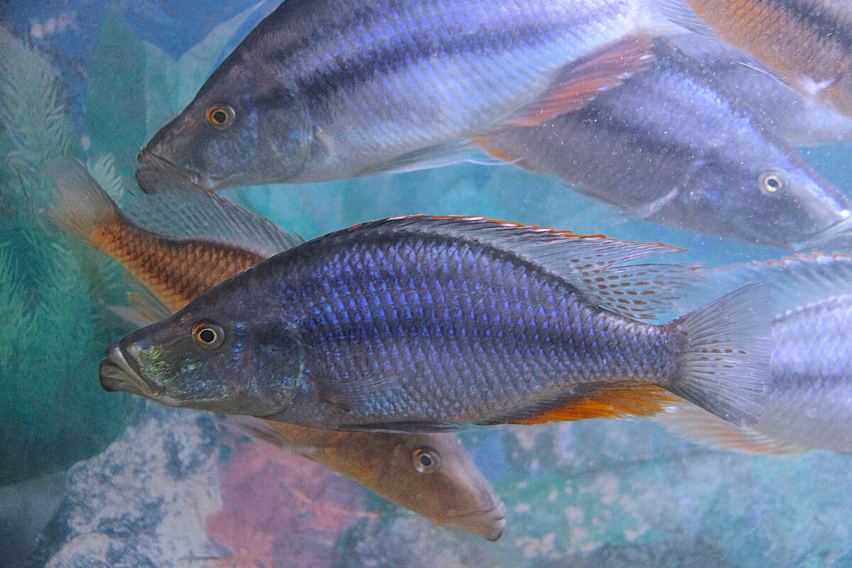 Домашние рыбки. - Штрек Надежда Домашние рыбки. - Штрек Надежда