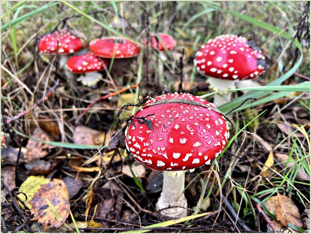 Год мухоморов. Конец октября. - Валерия Комова Год мухоморов. Конец октября. - Валерия Комова